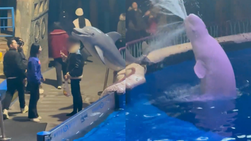 中国男子海洋馆内抽烟 被白鲸喷水浇灭（视频）