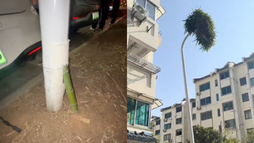 浙江惊现“竹坚强” 一根竹子穿透路灯生长（视频）
