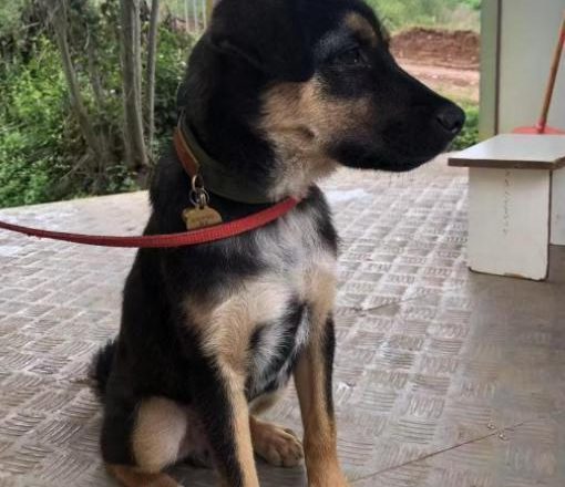 成都搜救犬 「黑崽」遭偷狗贼诱杀 当成狗肉卖了