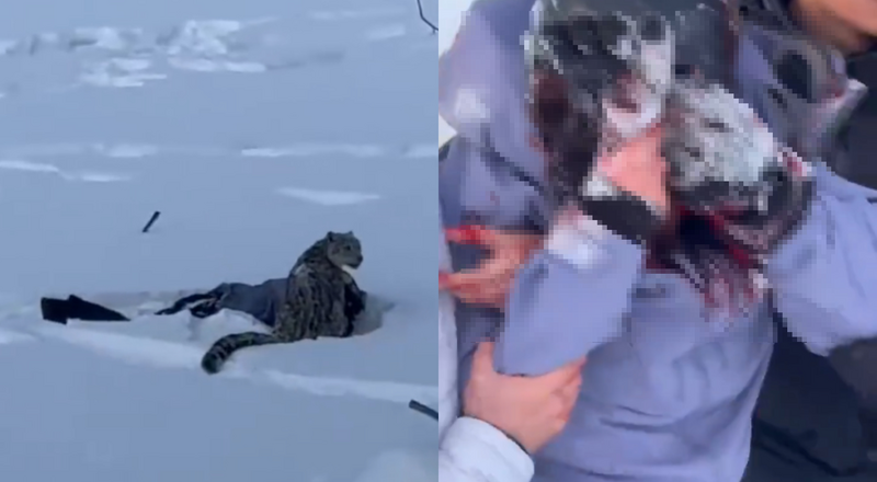 罕见 中国女游客遭雪豹扑咬 画面相当骇人