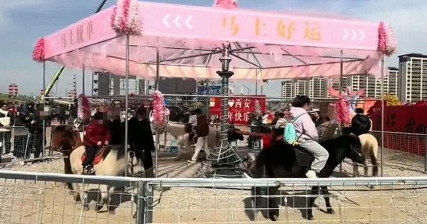 陆风景区「旋转木马变真马」供骑绕圈 遭质疑虐待动物后暂停