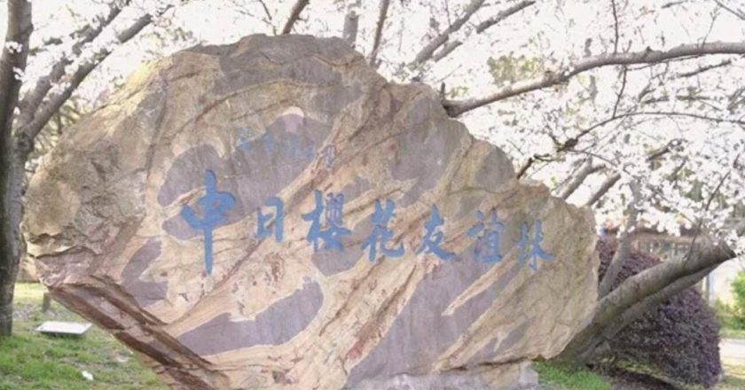 樱花依旧、情谊已变?无锡樱花植树活动日方未获邀
