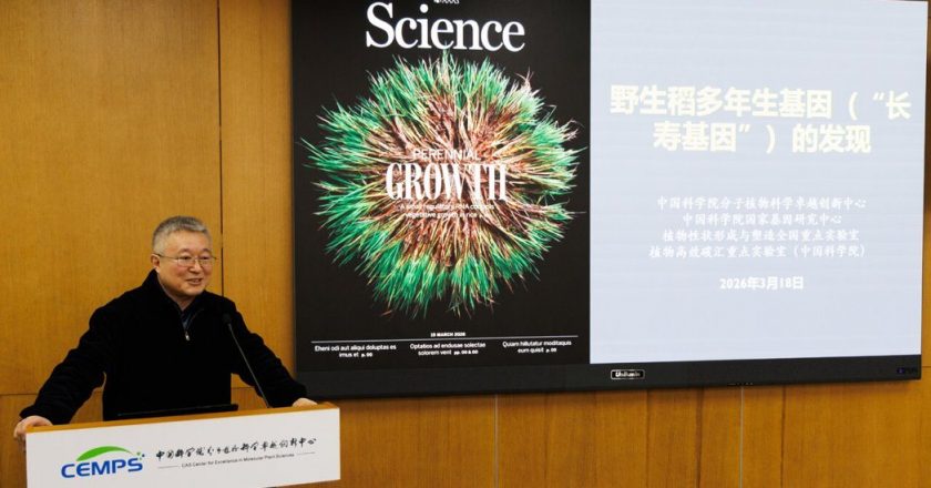 不用年年插秧就能连续收获?大陆找到「长寿水稻」基因 登国际期刊
