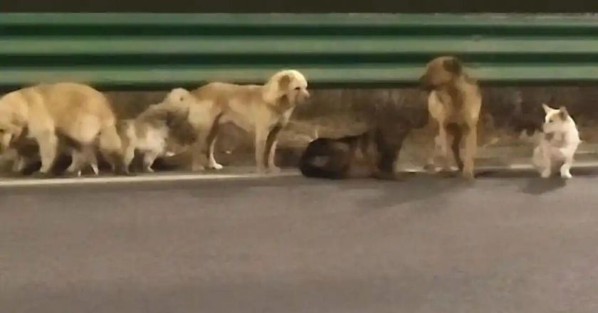 不离不弃！吉林同村被掳7犬成功跳车 结伴跋涉17公里回家