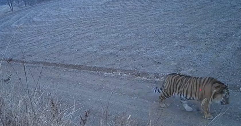 吉林东北虎下山进村“溜达”惊悚画面曝光