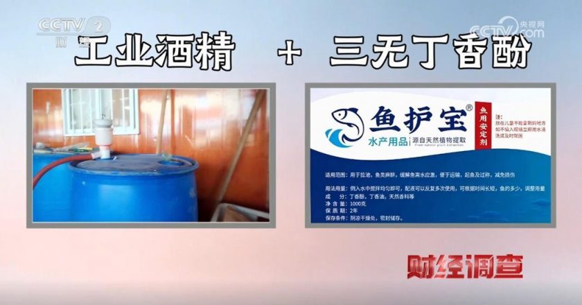 陆官媒揭恐怖活鱼 用麻醉剂、工业酒精让鱼「休眠」