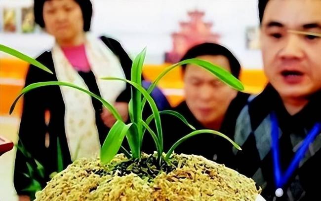 跌落神坛的八大顶级商品,号称一件能顶一套房 跌落神坛的八大顶级商品,号称一件能顶一套房