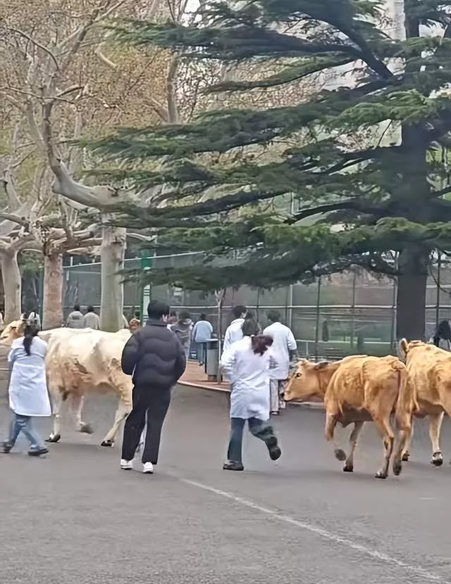 山东一高校校园里有学生牵黄牛奔跑;校方回应