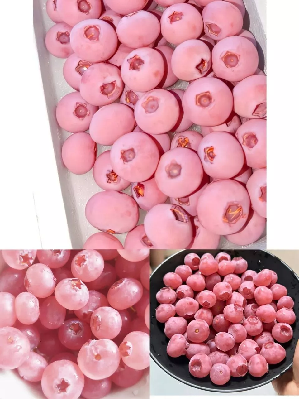 最近最流行的“粉色蓝莓”,1斤400元?