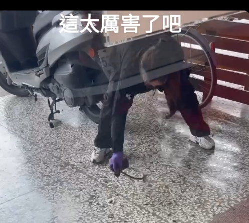 ▲彰化秀水乡饮料店员徒手抓蛇。 （图/林政则先生提供）