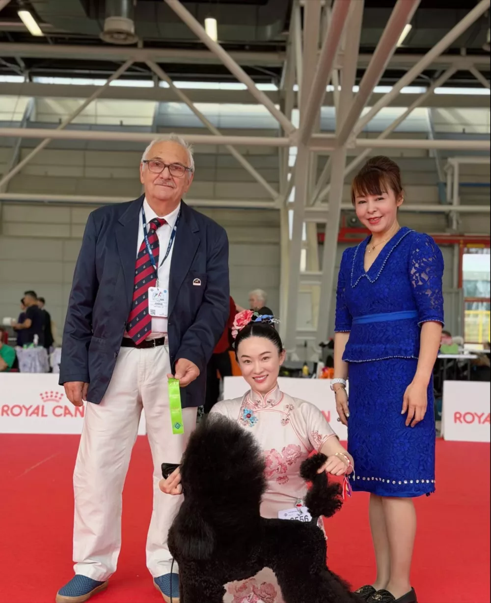 霍思燕爱犬又夺冠,胖到140斤穿旗袍好圆润