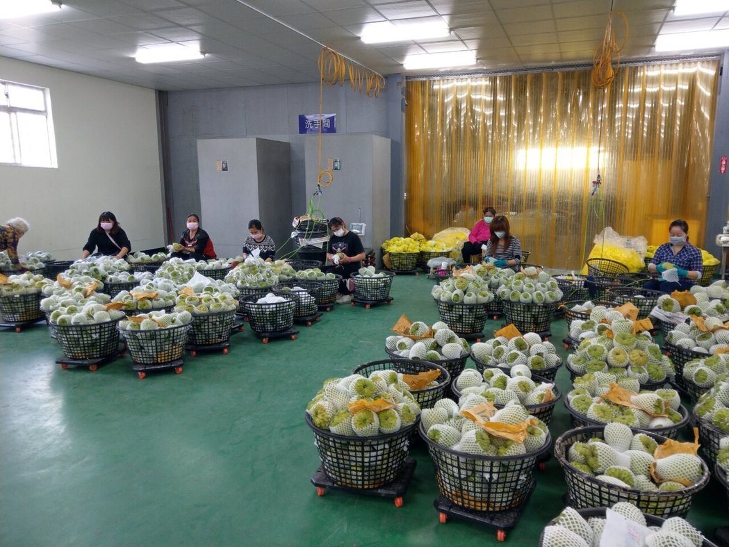 台东释迦产业链牵动数万人生计,地方人士及农民认为饶庆铃长期协助拓展外销市场,相关... 台东释迦产业链牵动数万人生计,地方人士及农民认为饶庆铃长期协助拓展外销市场,相关...