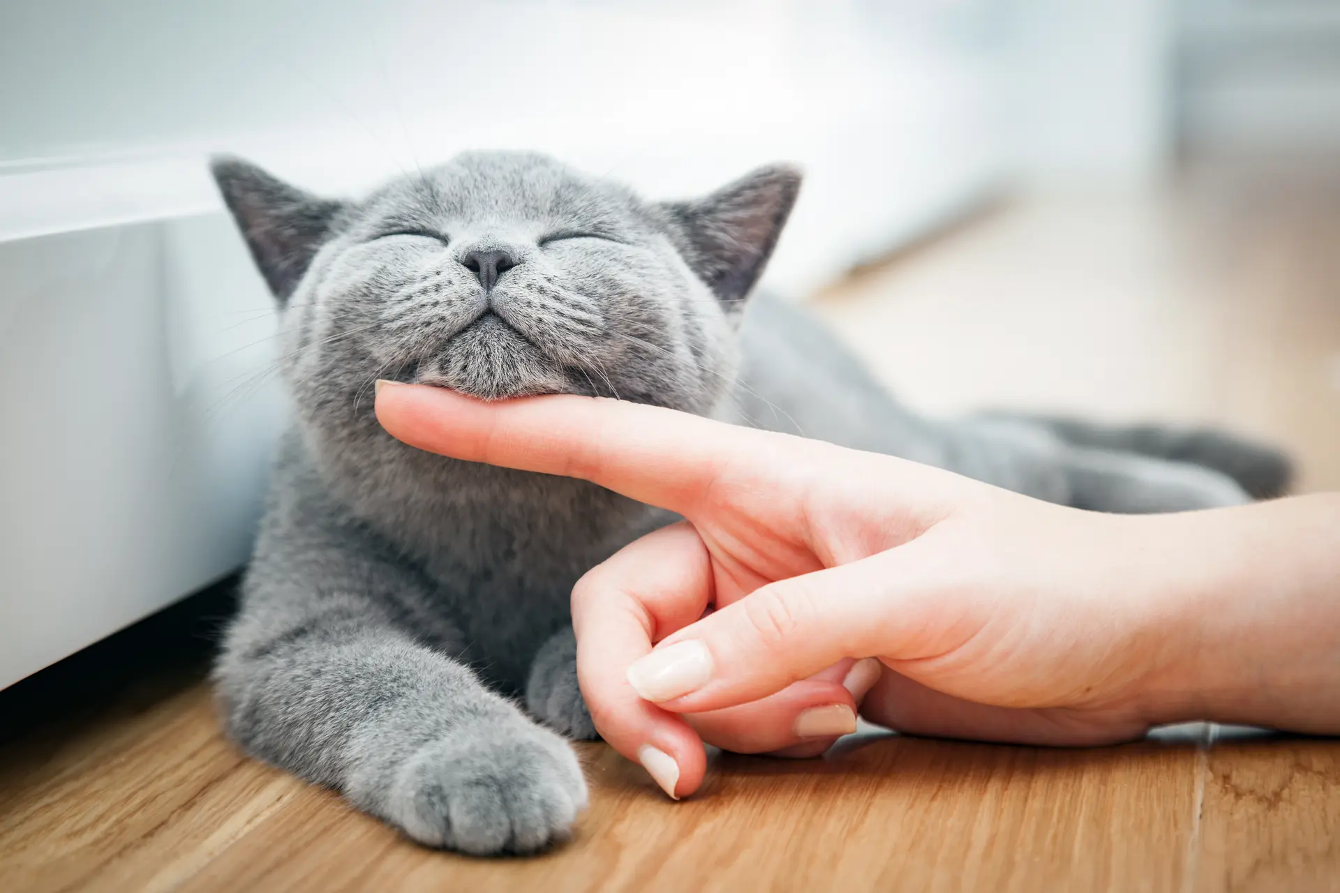 真想养猫!6种适合新手认养的可爱猫咪