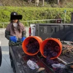 加州女盗捕濒危鲍鱼  面临天价罚款