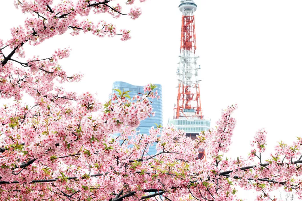 日本宣布7月1日起,赴日签证费用涨价5倍