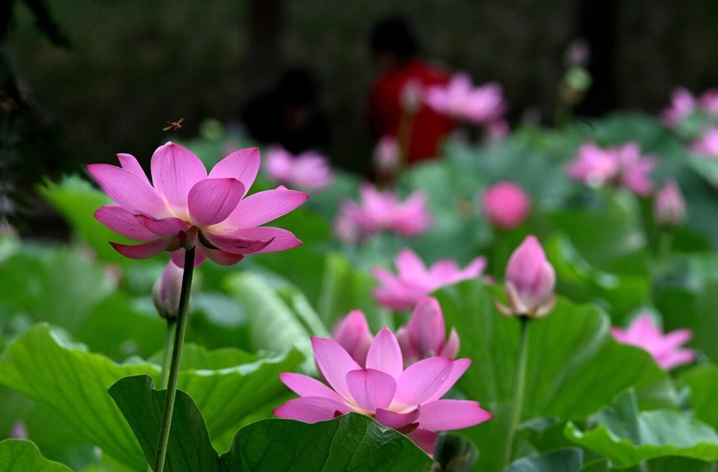 今天将迎接夏至节气的到来,中医师提醒:夏养心神,忌骤冷贪凉。图为河北省石家庄市石... 今天将迎接夏至节气的到来,中医师提醒:夏养心神,忌骤冷贪凉。图为河北省石家庄市石...