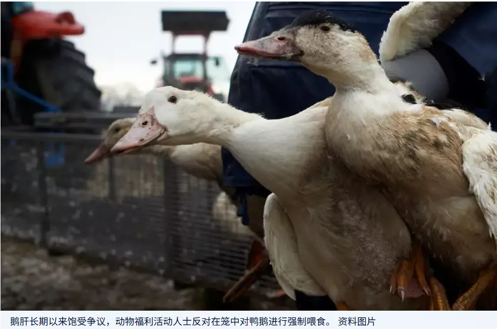 中国鹅肝产业迅猛崛起 动物福利人士表示关切