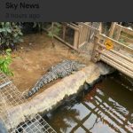 骇人！男子将3岁陌生男童抛入动物园鳄鱼区…