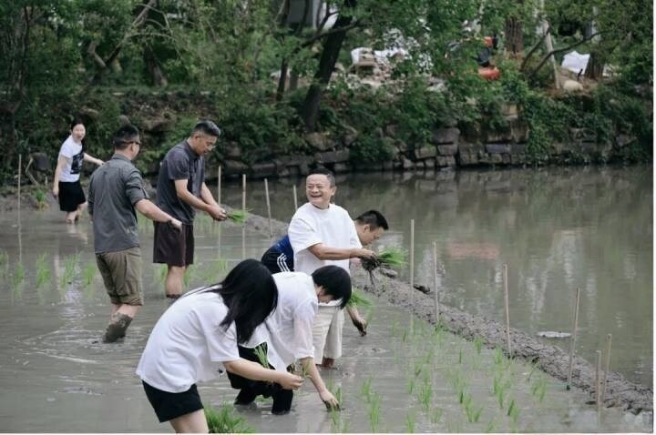 马云近日率领阿里巴巴一众高层下田插秧,引发外界各种解读。(图/取自微博) 马云近日率领阿里巴巴一众高层下田插秧,引发外界各种解读。(图/取自微博)