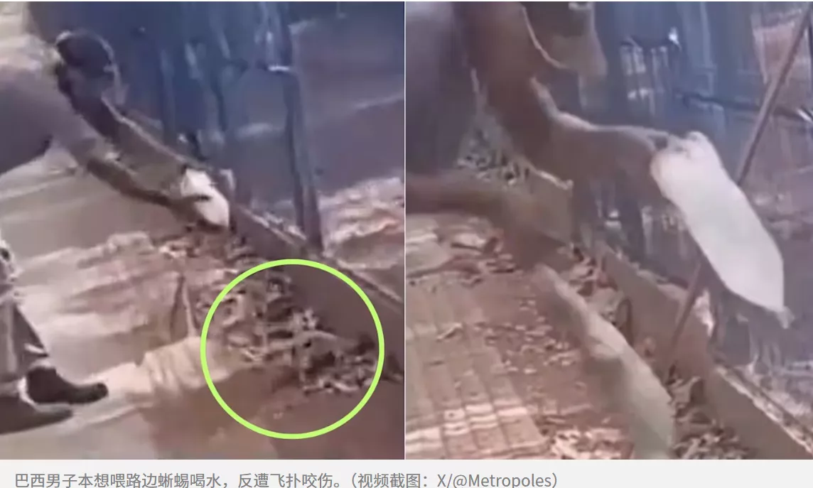 蜥蜴紧咬不放!巴西男子好心喂水反遭狠咬失一指