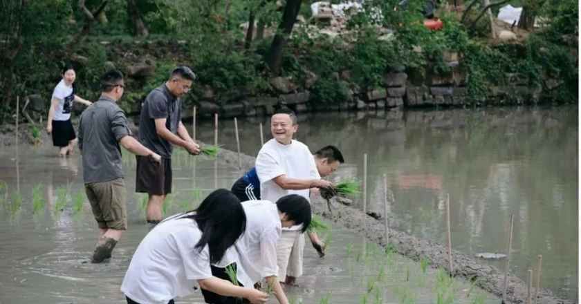 马云与阿里众高管下田插秧，这次是真“对齐”