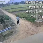 我对我爸说杏熟了我就回去 然后我爸天天去看杏