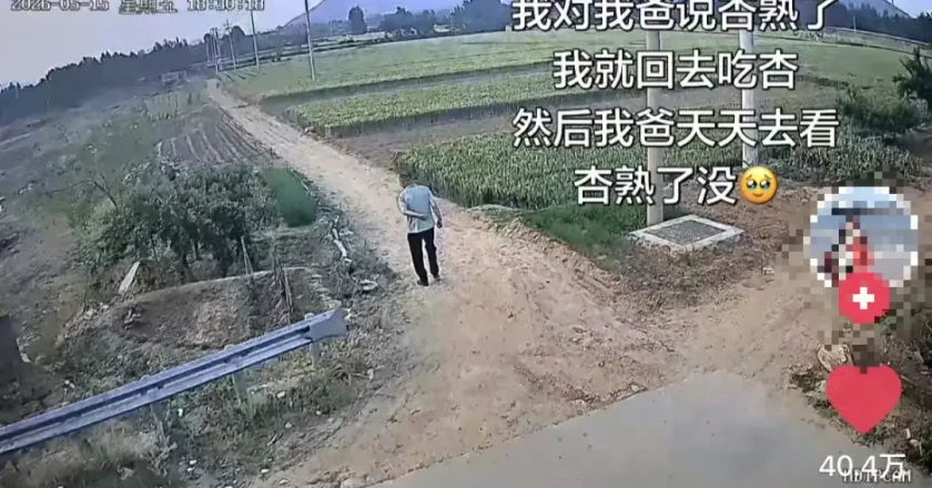 我对我爸说杏熟了我就回去 然后我爸天天去看杏