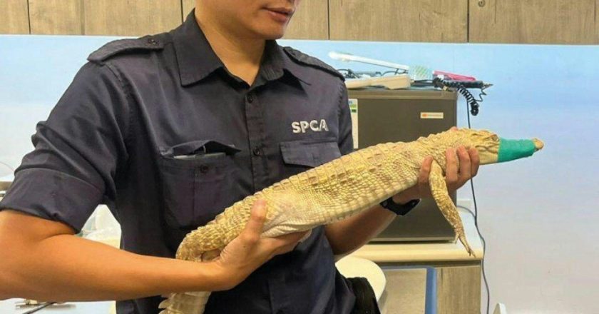 香港市区民宅阳台惊现鳄鱼 养30多只爬虫动物女子被捕
