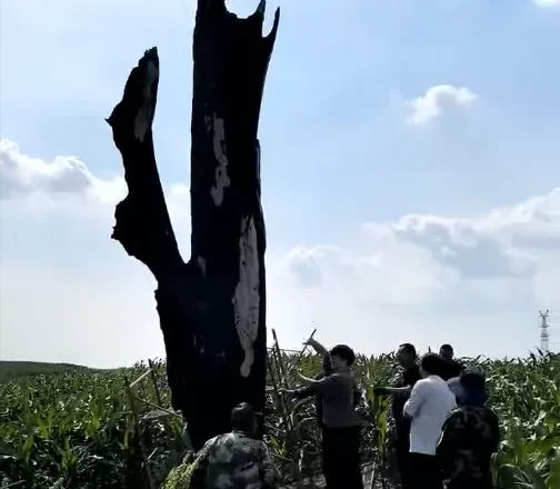五常一棵400年古树被烧毁,当事人称有村民点燃
