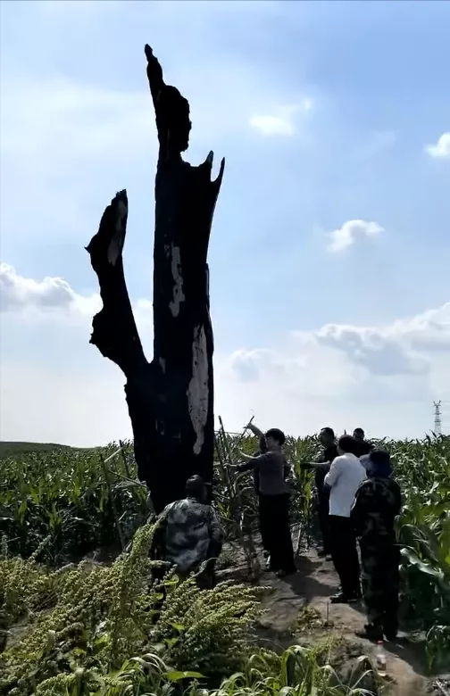 五常一棵400年古树被烧毁，当事人称有村民点燃