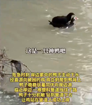 视频疯传：鸡被洪水困住 鸭子赶来救援 背鸡上岸