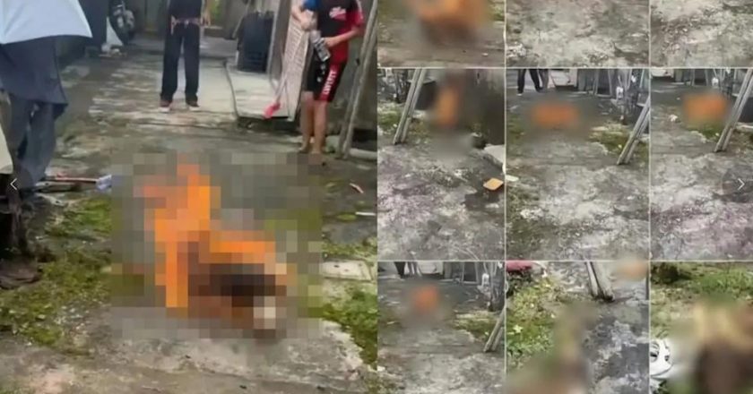 广东4名男童虐杀幼犬 烧死狗妈妈 全网震怒