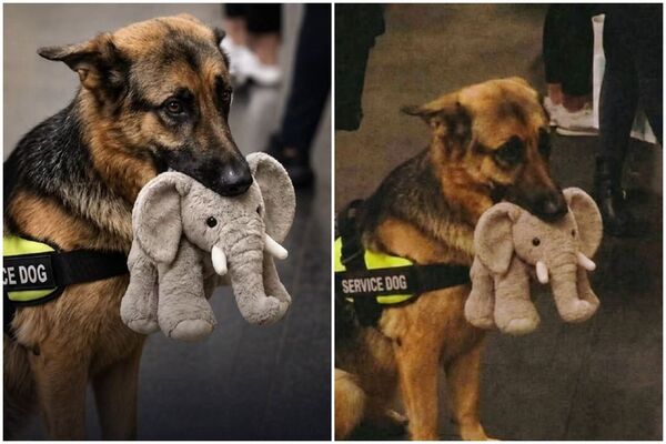 德國牧養犬「萊克」雖搞砸了考試,不過可愛表情一夜爆紅,如今是個大社群紅人。(翻攝自X)