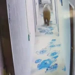 西藏那曲一酒店凌晨闯入藏马熊撞开房门,与房客对视两秒后离去