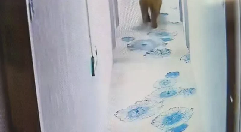 西藏那曲一酒店凌晨闯入藏马熊撞开房门,与房客对视两秒后离去