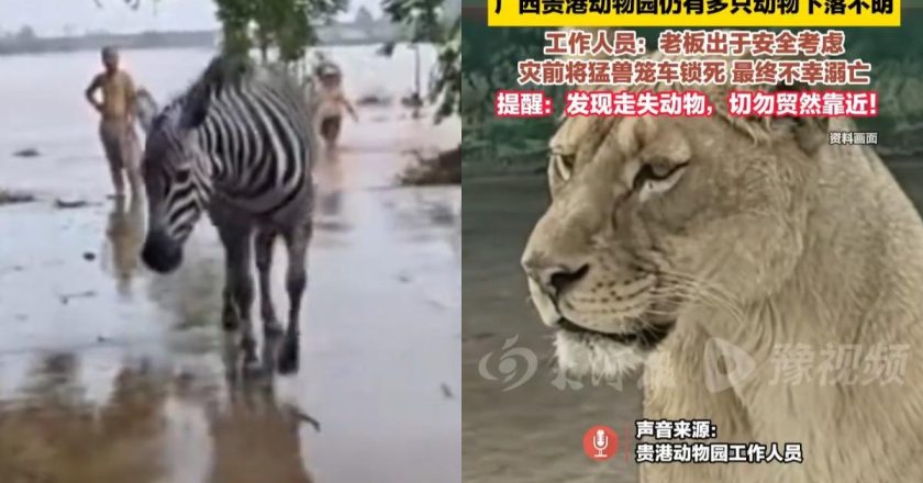 广西动物园遭洪水冲毁 狮子溺毙 草食动物全失踪