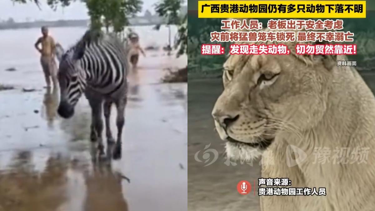 受到梅莎颱風影響,廣西一座動物園被洪水沖毀,逾20種動物集體失蹤。(圖/翻攝自智慧新聞、大河報)
