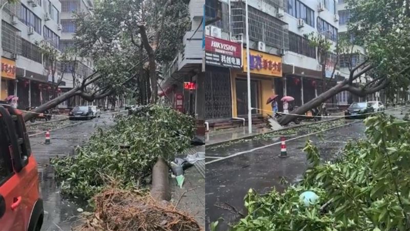 巴威登陆浙江！ 路树遭强风「连根拔起」画面曝光。 （图/取自微博）