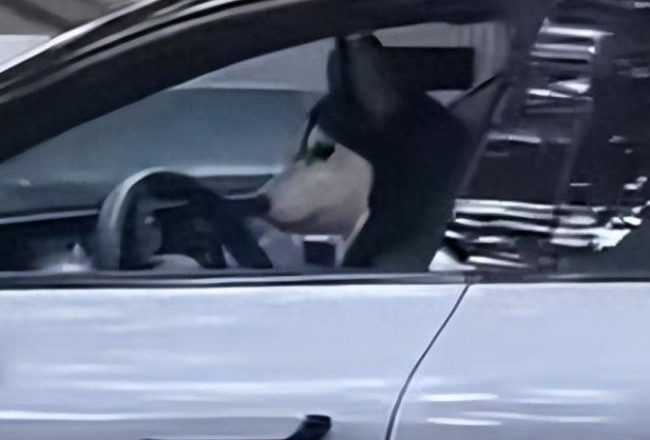 上海街头一只狗竟然在开车?!警方通报
