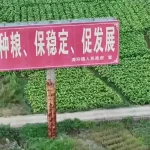 种23万亩水稻上报38万亩 当地官员：只要没抛荒….