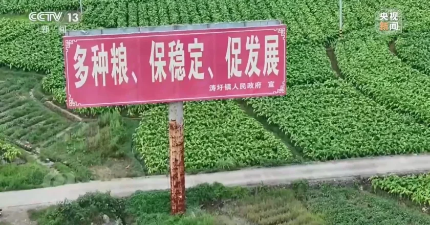 种23万亩水稻上报38万亩 当地官员:只要没抛荒….