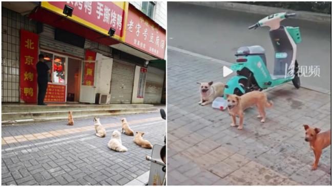 5只小狗自觉排队 烤鸭店首波客人竟是汪汪队 5只小狗自觉排队 烤鸭店首波客人竟是汪汪队