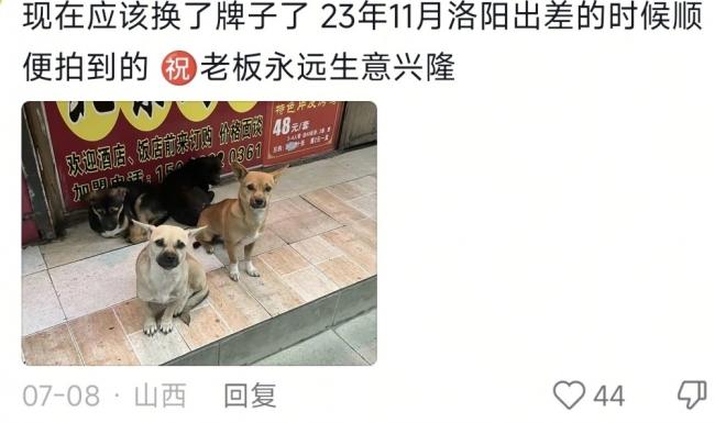 5只小狗自觉排队 烤鸭店首波客人竟是汪汪队 5只小狗自觉排队 烤鸭店首波客人竟是汪汪队
