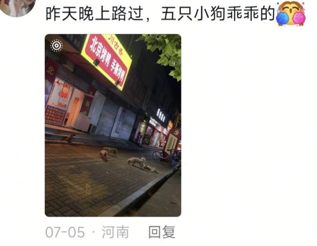 5只小狗自觉排队 烤鸭店首波客人竟是汪汪队 5只小狗自觉排队 烤鸭店首波客人竟是汪汪队