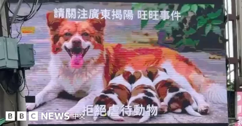 从孙志刚到旺旺：一次不会发生的立法跃进